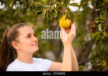 femme récoltant des poires sur une petite ferme écologique. Femme cueillant la poire de l'arbre. Travail sur la récolte de fruits Banque D'Images