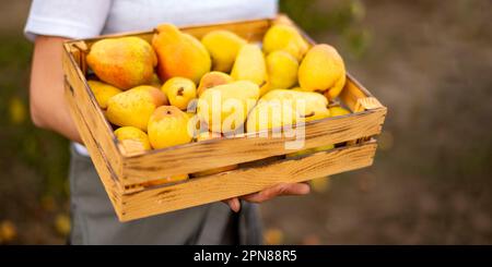 gros plan femme farmer mains tenant une boîte en bois pleine de poires fraîches crues dans la ferme. Panier avec fruits dans les mains. Banque D'Images