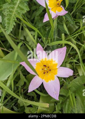 Candia Tulip Floral Flower sur un Meadow Garden Banque D'Images