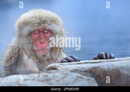 Le singe-neige (Macaca fuscata) est assis dans l'eau au bord de la source chaude. A les deux mains sur la roche, les yeux fermés. Parc Jigokudani, Yudanaka. Nagano Japon Banque D'Images