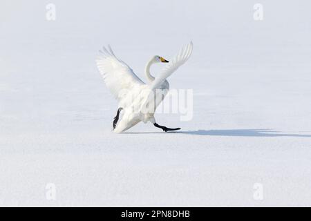 Whooper Cygne (Cygnus cygnus), qui débarque sur la glace du lac gelé. Les deux ailes se déploient pour réduire la vitesse. Hokkaido Isalnd, Japon Banque D'Images