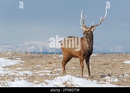 Cerf de Sika (Cervus nippon) debout fièrement sur une plage, vue latérale complète. Derrière l'anumal se trouve l'océan dans les îles éloignées. Île Hokkaido, Japon Banque D'Images