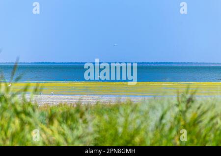 Lagons de Tuzly Amazonia avec beaucoup d'oiseaux dans le Parc naturel national de Tuzly lagons, Ukraine Banque D'Images