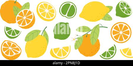 Oranges citrons, tranches de citron et moitié. Branche de fleur d'orange, fruits frais pour le jus et le régime de vitamine. Lime nature brute, racy vecteur clipart Illustration de Vecteur