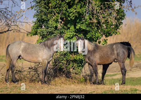 Deux chevaux bruns debout sur un pâturage en Camargue (Provence, France) Banque D'Images