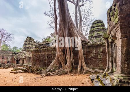 Vue imprenable sur le temple de Ta Prohm avec un grand vieux arbres qui surcroissent les ruines Banque D'Images
