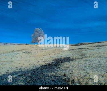 Image INFRAROUGE minimaliste de fausse couleur de chêne à Table Mountain Preserve - Butte County, Californie, Etats-Unis. Banque D'Images