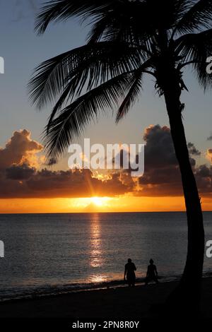 Silhouette de cocotier sur fond de ciel de mer et de coucher de soleil. Plage tropicale, nature paradisiaque. Îles Caïmans. Banque D'Images