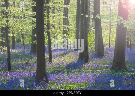 Bleuets (Endymion nonscriptus) en fleur dans bois de hêtre en début de matinée brume au printemps, forêt de Hallerbos / Bois de Hal / Halle, Belgique. Numérique Banque D'Images