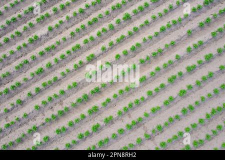 Vue aérienne sur les rangées de pousses vertes de plants de pommes de terre (Solanum tuberosum), légumes-racines dans le champ de pommes de terre au printemps Banque D'Images