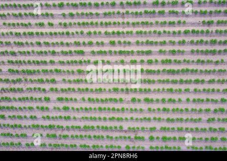 Vue aérienne sur les rangées de pousses vertes de plants de pommes de terre (Solanum tuberosum), légumes-racines dans le champ de pommes de terre au printemps Banque D'Images