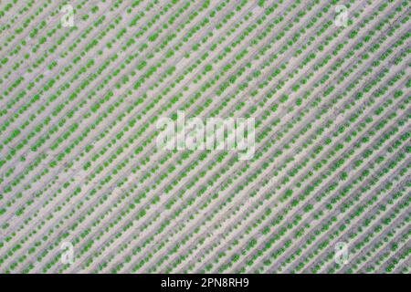 Vue aérienne sur les rangées de pousses vertes de plants de pommes de terre (Solanum tuberosum), légumes-racines dans le champ de pommes de terre au printemps Banque D'Images