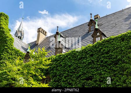 Cathédrale médiévale gothique de Magdebourg Dom église parement en tuiles d'ardoise et vert frais Ivy a couvert vieux mur de pierre contre ciel bleu clair jour ensoleillé. Plunt Banque D'Images