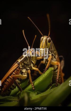 Photo macro de deux sauterelles jaunes avec de grandes antennes Banque D'Images