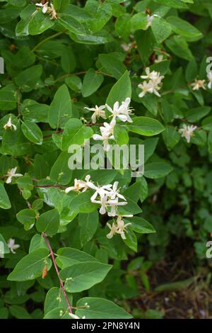 Le chèvrefeuille (Lonicera) fleurit dans la nature au printemps Banque D'Images