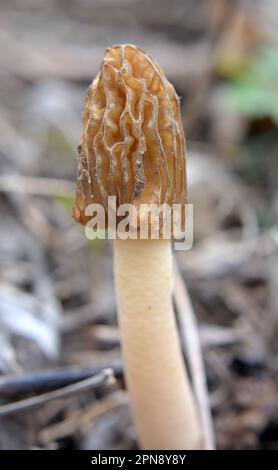 Verpa bohemica, un champignon comestible conditionnellement, pousse dans la forêt de printemps sauvage Banque D'Images