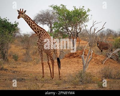 Girafe réticulée (Giraffa reticulata/ Giraffa camelocardalis reticulata) et Oryx fringe (Oryx beisa callotis) province de Galana, Kenya, Afrique Banque D'Images