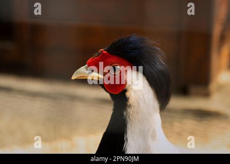 Gros plan argenté. Lophura nycthemera tête avec un tuft. Peacock dans le zoo. Culture d'oiseaux exotiques. Beau plumage. Une espèce unique de Banque D'Images