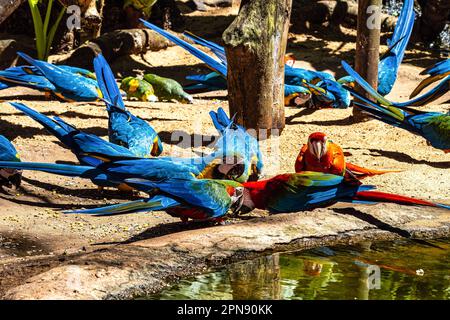 Macaw rouge et vert ou macaw à ailes vertes, nom scientifique ara chloropterus perroquet oiseau dans Parque das aves Foz do Iguacu Brésil État Parana Banque D'Images