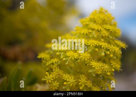 Fleurs jaunes principalement floues sur fond bleu ciel. Arbre aeonium, rose irlandaise Banque D'Images