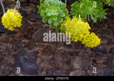 Fleurs jaunes principalement floues avec rosette de feuilles vertes sur le mur de roche Banque D'Images