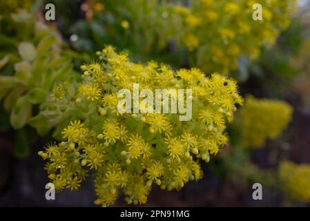 Fleurs jaunes sur fond de feuilles vertes. Arbre aeonium, rose irlandaise Banque D'Images