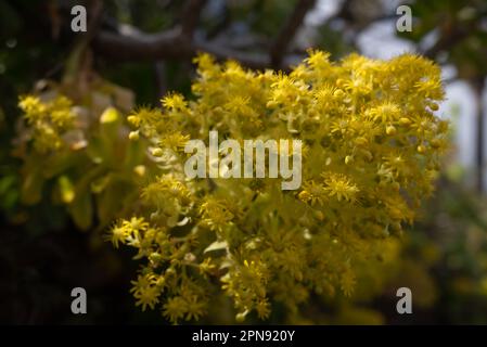 Fleurs jaunes principalement floues sur fond bleu ciel. Arbre aeonium, rose irlandaise Banque D'Images