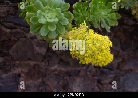 Fleurs jaunes principalement floues avec rosette de feuilles vertes sur le mur de roche Banque D'Images