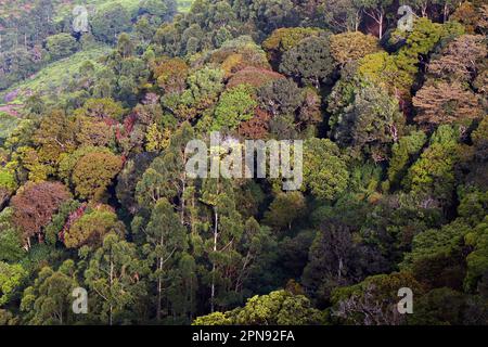 belle forêt tropicale à kerala depuis la vue de dessus Banque D'Images
