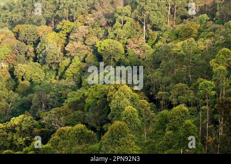 belle forêt tropicale à kerala depuis la vue de dessus Banque D'Images