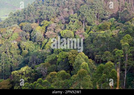 belle forêt épaisse et montagne à kerala de la vue de dessus Banque D'Images