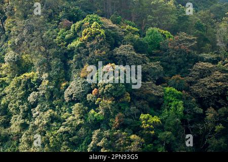 belle vue sur la forêt tropicale épaisse et verte Banque D'Images