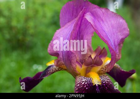 variété de fleurs iris couleur violette barbu Banque D'Images