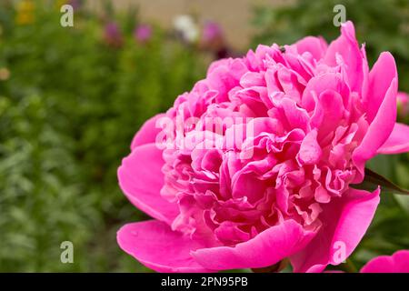 belle fleur parfumée en été fleuri dans le jardin Banque D'Images