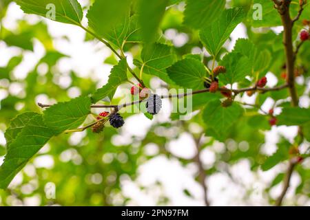 les mûres de mûrier mûrissent sur une branche d'arbre dans le jardin en été. Banque D'Images