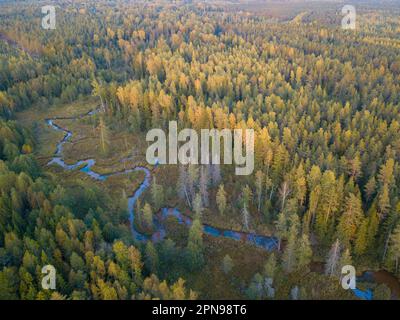 Une vue aérienne d'une rivière qui traverse la forêt verdoyante avec de grands arbres au soleil Banque D'Images