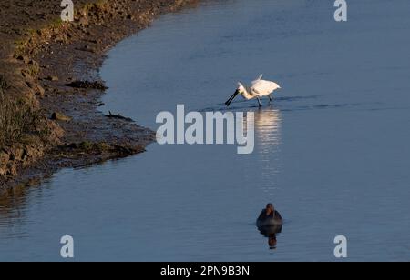 Wangerooge, Allemagne. 11th avril 2023. 11.04.2023, Wangerooge. Un bec commun (Platalea leucorodia) se trouve dans l'eau au crépuscule sur le côté sud de l'île frisonne orientale Wangerooge à la sortie d'un fossé entre les marais salants de la mer des Wadden. L'oiseau, qui est rare en Allemagne, cherche de la nourriture ici, où l'eau douce de l'île et l'eau salée de la mer du Nord coule ensemble. Crédit: Wolfram Steinberg/dpa crédit: Wolfram Steinberg/dpa/Alay Live News Banque D'Images