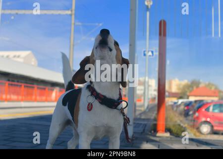 Un chien attend son propriétaire à la gare. Le concept de loyauté, d'abandon et d'amitié canine. Un beagle hurlant tristement pour son maître. Banque D'Images
