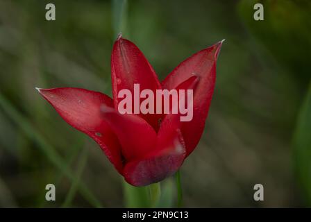 Fleur de tulipe rouge dans l'herbe verte sombre au printemps nuageux belle journée Banque D'Images