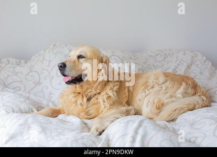 Chien Golden Retriever au lit Banque D'Images