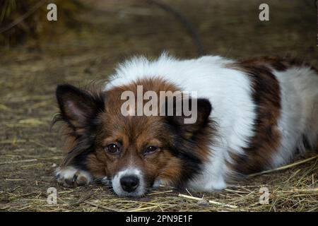 petit chien brun et blanc dormant au sol dans une ferme à l'heure du déjeuner dans l'après-midi Banque D'Images