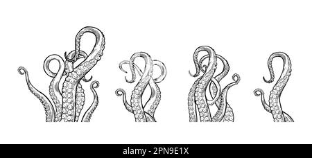 Les tentacules de poulpe se dressent vers le haut, les parties du corps d'animal marin ressemblant à des calmars dépassent du cadre, coupées pour la nourriture ou la conception de cadre, dessin de dessin animé. Illustration de Vecteur