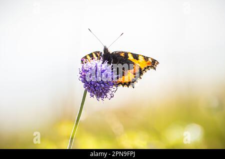 Petit papillon Tortoiseshell posé sur Diable's-bit scabious Banque D'Images