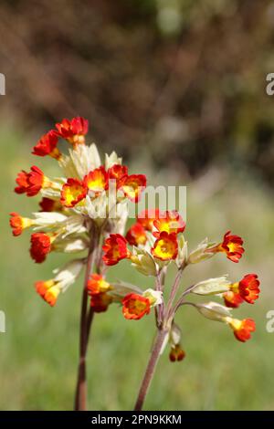 Floraison de cow-slide rouge dans la campagne du Suffolk, Suffolk, Angleterre, Royaume-Uni Banque D'Images