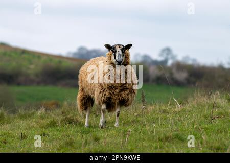 Moutons dans un champ Banque D'Images