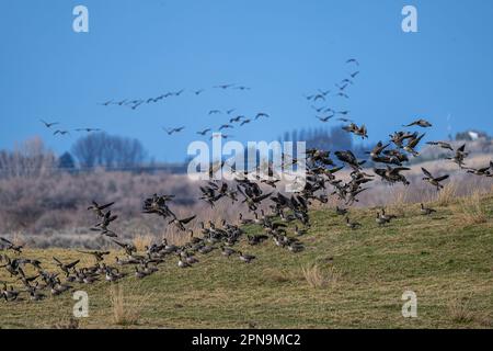 Bernache de Hutchins en migration (Branta hutchinsii) au printemps Banque D'Images