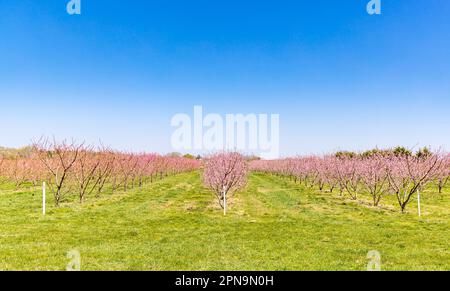 Rangées et rangées d'arbres roses fleuris dans East Hampton, NY Banque D'Images