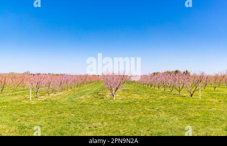 Rangées et rangées d'arbres roses fleuris dans East Hampton, NY Banque D'Images