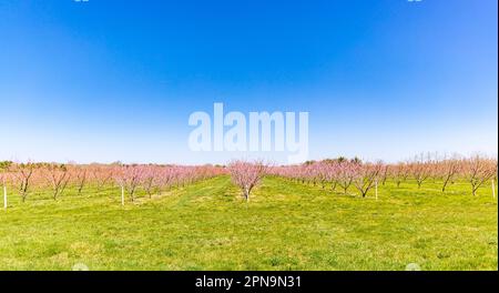 Rangées et rangées d'arbres roses fleuris dans East Hampton, NY Banque D'Images