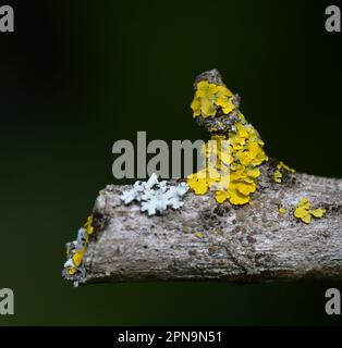 Lichen Xanthoria parietina croissant sur la Buddleia Banque D'Images